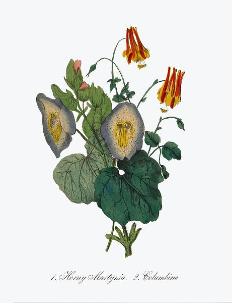 Victorian Botanical Illustration of Horny Martynia and Columbine