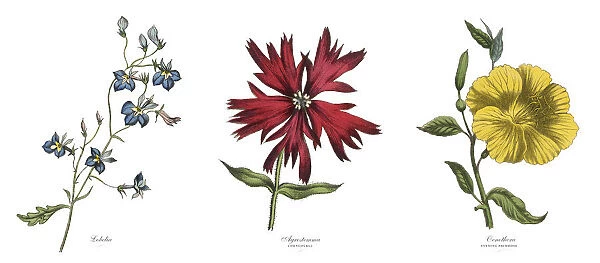 Victorian Botanical Illustration of Lobelia, Agrostemma and Primrose Plants