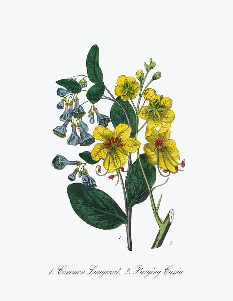 Victorian Botanical Illustration of Lungwort and Cassia