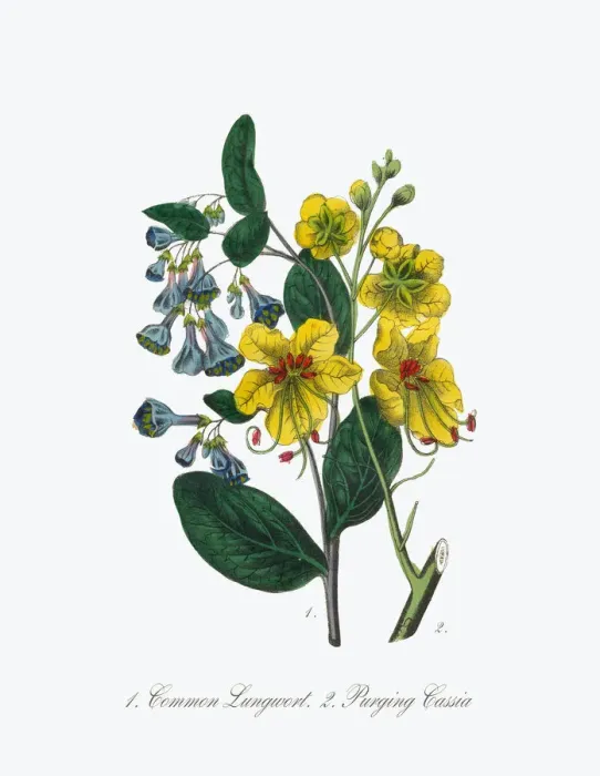 Framed Print : Victorian Botanical Illustration of Lungwort and Cassia Framed Print : Victorian Botanical Illustration of Lungwort and Cassia