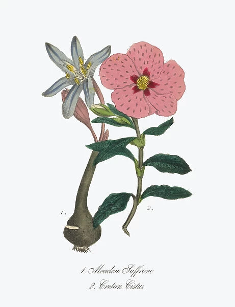 Victorian Botanical Illustration of Meadow Saffron or Cistus