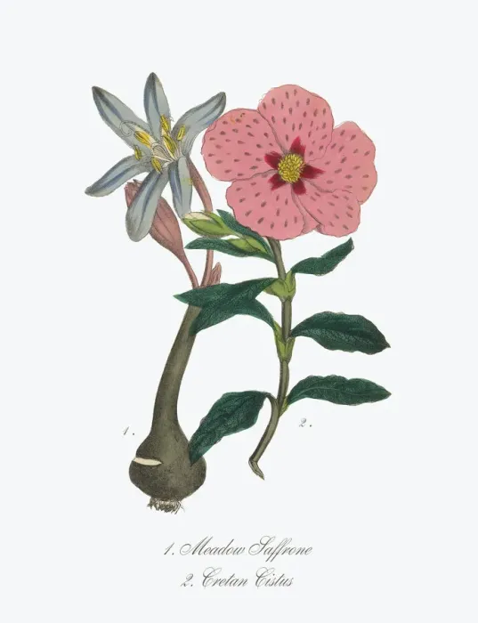 Framed Print : Victorian Botanical Illustration of Meadow Saffron or Cistus