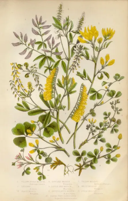 Framed Print : Victorian Botanical Illustration: Medick and Black Medick Framed Print : Victorian Botanical Illustration: Medick and Black Medick