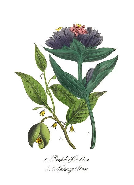 Victorian Botanical Illustration of Purple Gentian and Nutmeg Tree