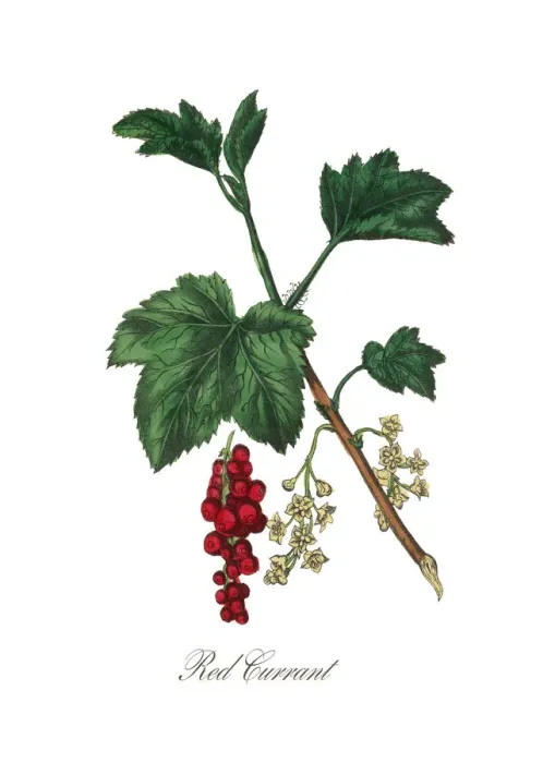 Framed Print : Victorian Botanical Illustration of Red Currant Framed Print : Victorian Botanical Illustration of Red Currant