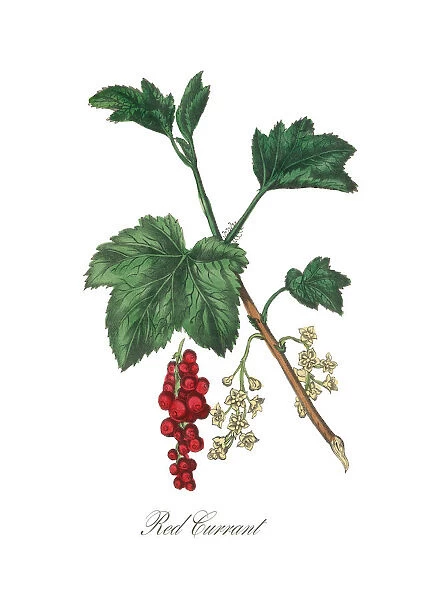 Victorian Botanical Illustration of Red Currant