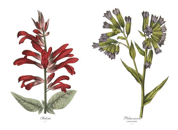 Victorian Botanical Illustration of Salvia and Lungwort Plants