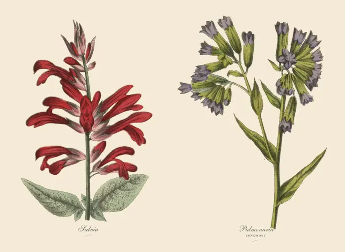 Framed Print : Victorian Botanical Illustration of Salvia and Lungwort Plants Framed Print : Victorian Botanical Illustration of Salvia and Lungwort Plants