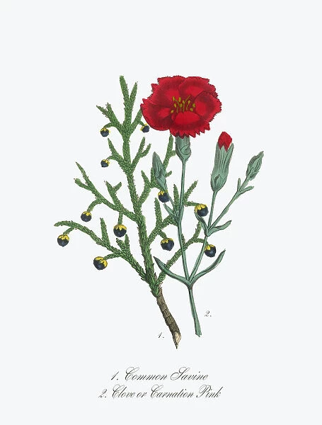 Victorian Botanical Illustration of Savine and Clove or Carnation