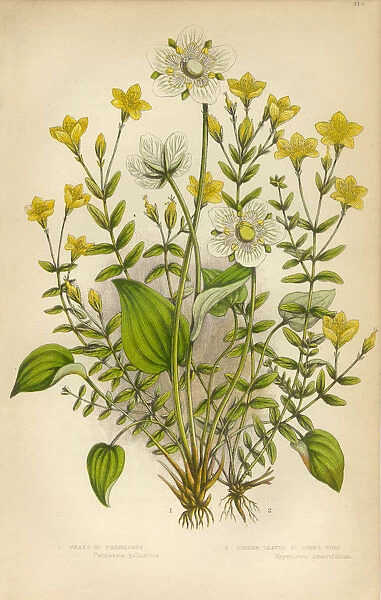 Victorian Botanical Illustration: St. Johns Wort and Parnassus