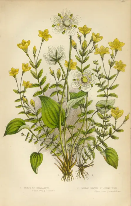 Framed Print : Victorian Botanical Illustration: St. Johns Wort and Parnassus Framed Print : Victorian Botanical Illustration: St. Johns Wort and Parnassus