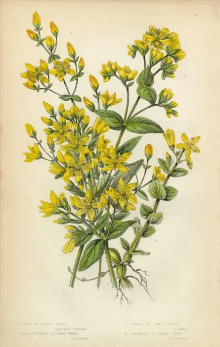 Framed Print : Victorian Botanical Illustration: St. Johns Wort Framed Print : Victorian Botanical Illustration: St. Johns Wort