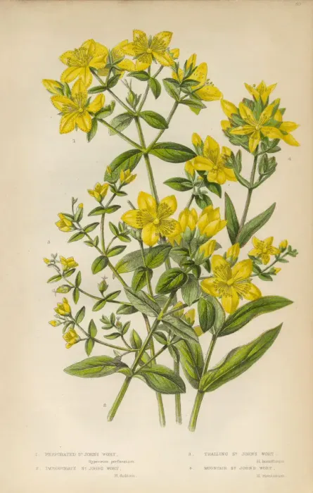 Framed Print : Victorian Botanical Illustration: St. Johns Wort Framed Print : Victorian Botanical Illustration: St. Johns Wort