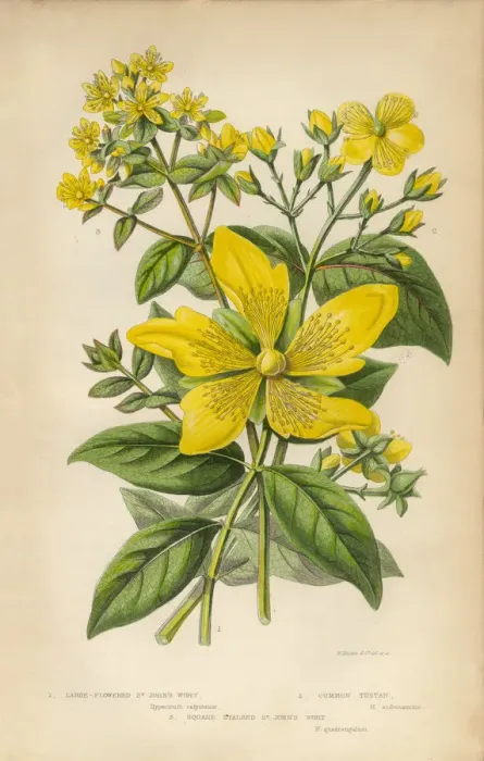 Framed Print : Victorian Botanical Illustration: St. Johns Wort Framed Print : Victorian Botanical Illustration: St. Johns Wort