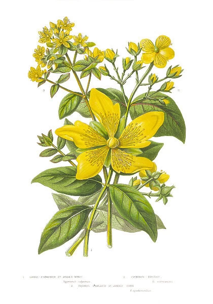 Victorian Botanical Illustration of St. Johns Wort