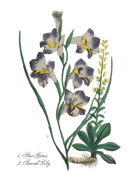 Victorian Botanical Illustration of Star Grass and Sword Lily