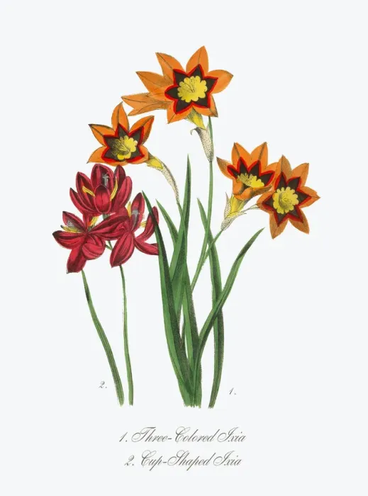 Framed Print : Victorian Botanical Illustration of Three-Colored and Cup-Shaped Ixia