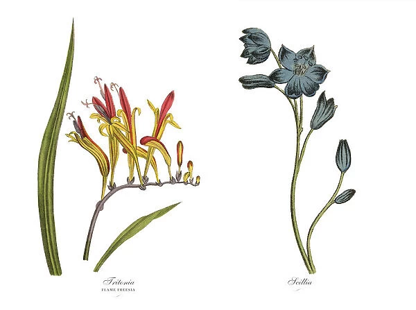Victorian Botanical Illustration of Tritonia and Scillia Plants