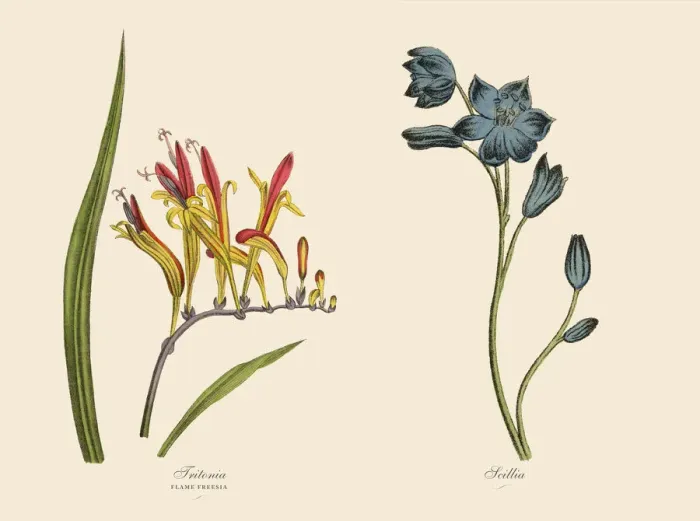 Framed Print : Victorian Botanical Illustration of Tritonia and Scillia Plants Framed Print : Victorian Botanical Illustration of Tritonia and Scillia Plants