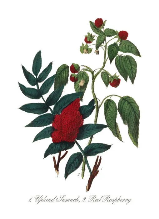 Framed Print : Victorian Botanical Illustration of Upland Sumach and Red Raspberry Framed Print : Victorian Botanical Illustration of Upland Sumach and Red Raspberry
