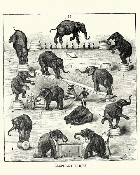 Victorian circus, animal trainer performing tricks with elephants, 19th Century