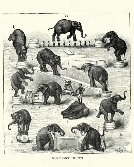 Framed Print : Victorian circus, animal trainer performing tricks with elephants, 19th Century Framed Print : Victorian circus, animal trainer performing tricks with elephants, 19th Century