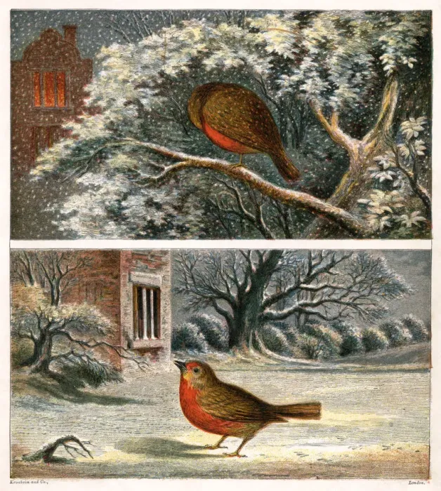 Framed Print : Two Victorian illustrations of robins in the snow Framed Print : Two Victorian illustrations of robins in the snow