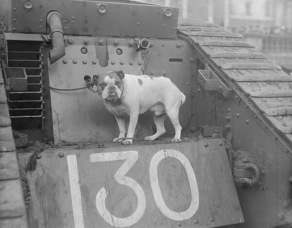 Victory Bulldog