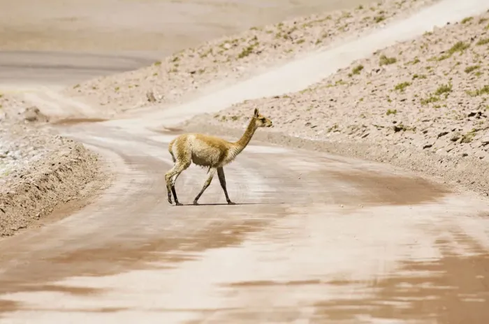 Framed Print : Vicugna (Vicugna vicugna) crossing a non-paved road, Los Flamencos Nacional Reserve, Atacama Desert, Antofagasta region, Chile, South America Framed Print : Vicugna (Vicugna vicugna) crossing a non-paved road, Los Flamencos Nacional Reserve, Atacama Desert, Antofagasta region, Chile, South America