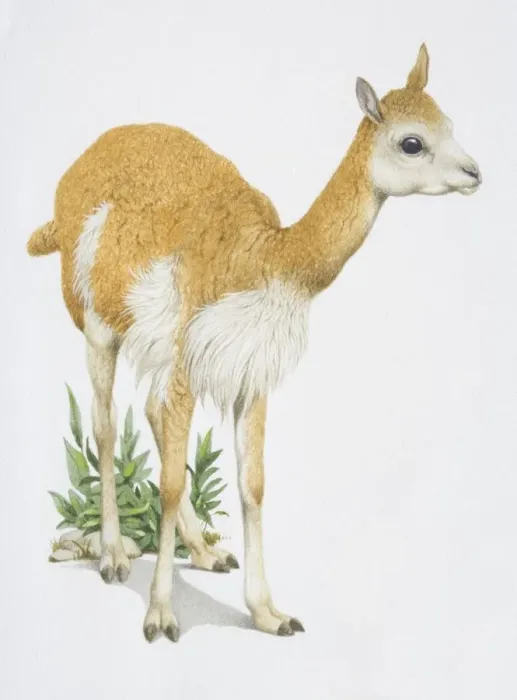 Framed Print : Vicuna vicugna, light brown animal with a white belly cross between a lamb and a llama Framed Print : Vicuna vicugna, light brown animal with a white belly cross between a lamb and a llama