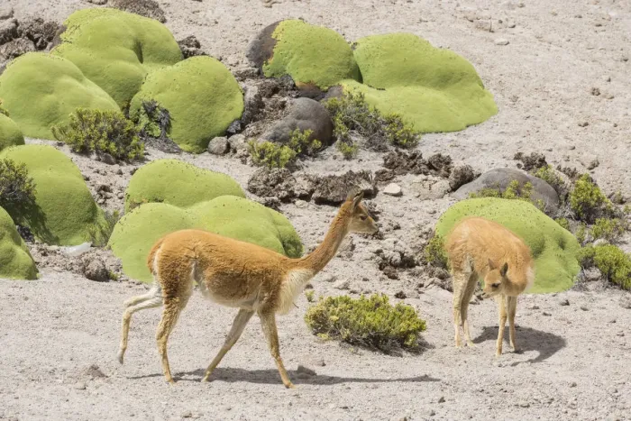 Framed Print : Vicunas or Vicugnas -Vicugna vicugna- with Yareta or Llareta cushion plants -Azorella compacta-, Arica y Parinacota Region, Chile