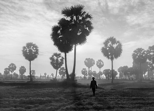 Vietnam - A farmer go to work under the jaggery trees in early morning at An Giang