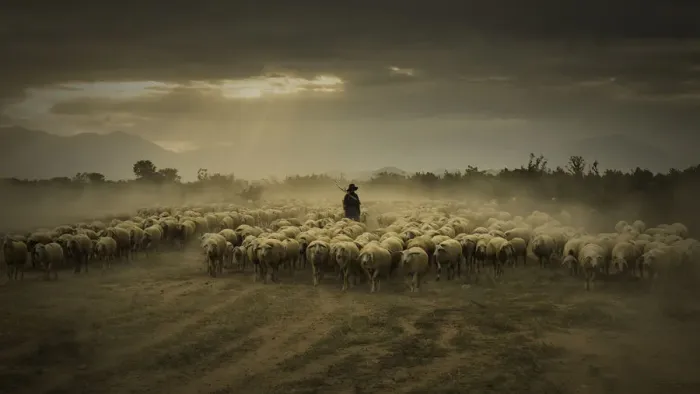 Framed Print : Vietnam - Phan Rang flock of sheeps Framed Print : Vietnam - Phan Rang flock of sheeps