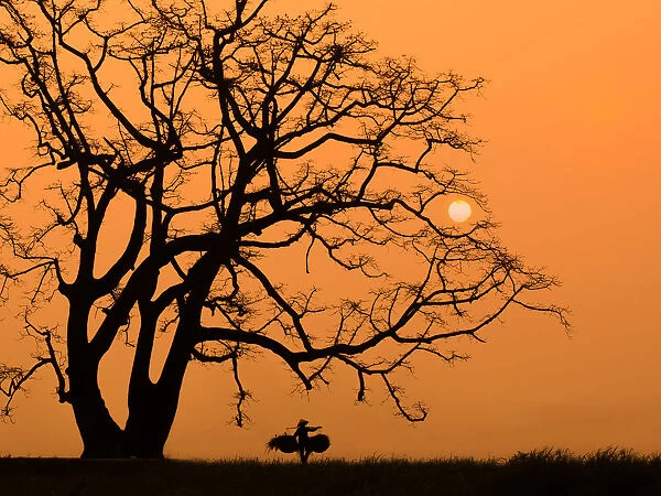 Vietnam - Silhouette of Tree and woman in sunset