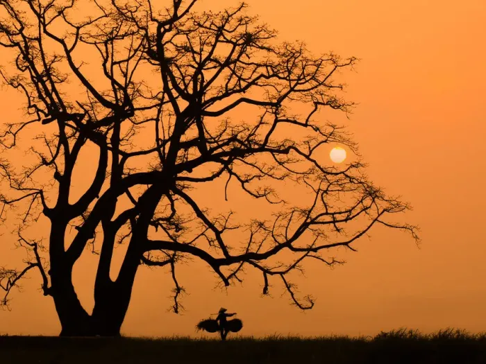 Framed Print : Vietnam - Silhouette of Tree and woman in sunset Framed Print : Vietnam - Silhouette of Tree and woman in sunset