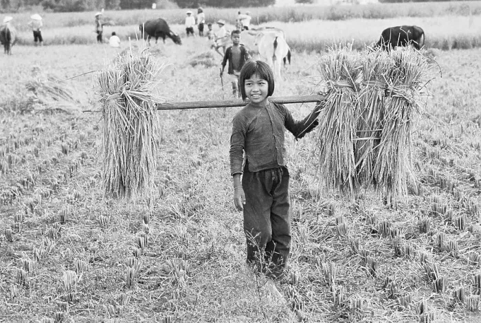Framed Print : Vietnamese Girl Harvesting Rice Framed Print : Vietnamese Girl Harvesting Rice
