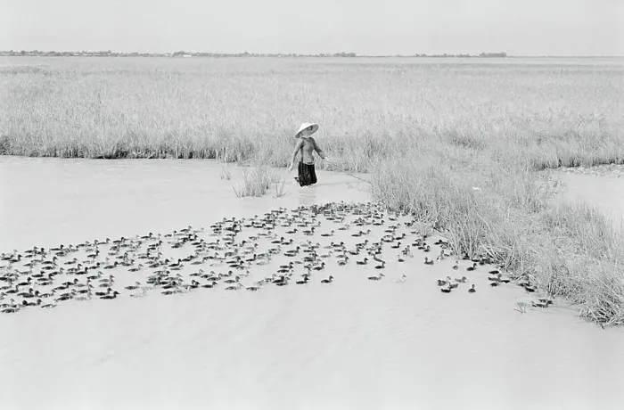Framed Print : Vietnamese Woman in Delta with Ducks Framed Print : Vietnamese Woman in Delta with Ducks