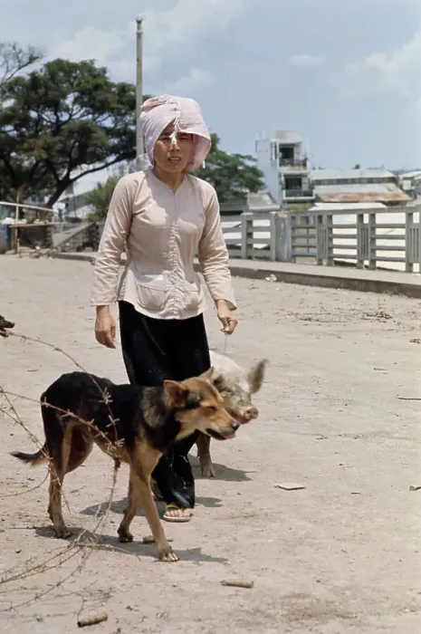 Framed Print : Vietnamese Woman With Pig And Dog Framed Print : Vietnamese Woman With Pig And Dog