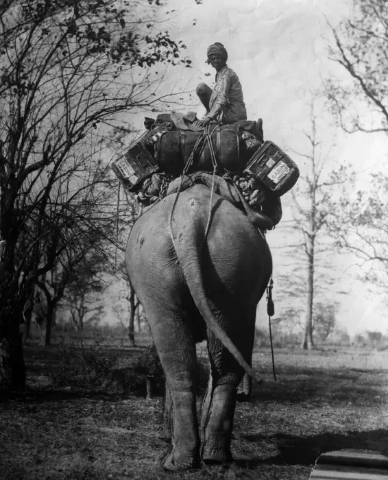 Framed Print : Back View. circa 1930: A passenger balances on top of luggage piled high