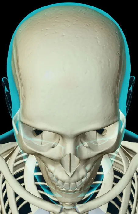 Framed Print : above view, anatomy, black background, bone, bone structure, bone structure of the face Framed Print : above view, anatomy, black background, bone, bone structure, bone structure of the face