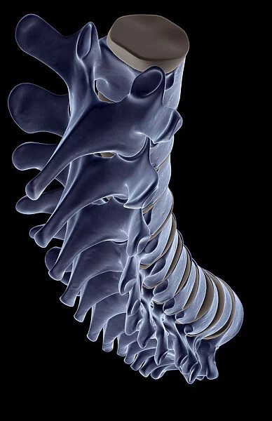 above view, anatomy, back bone, back view, black background, bone, bone structure