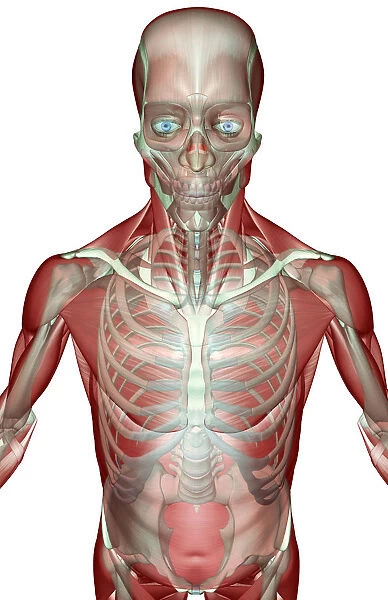 above view, anatomy, chest, chest muscles, external oblique, front view, human, illustration