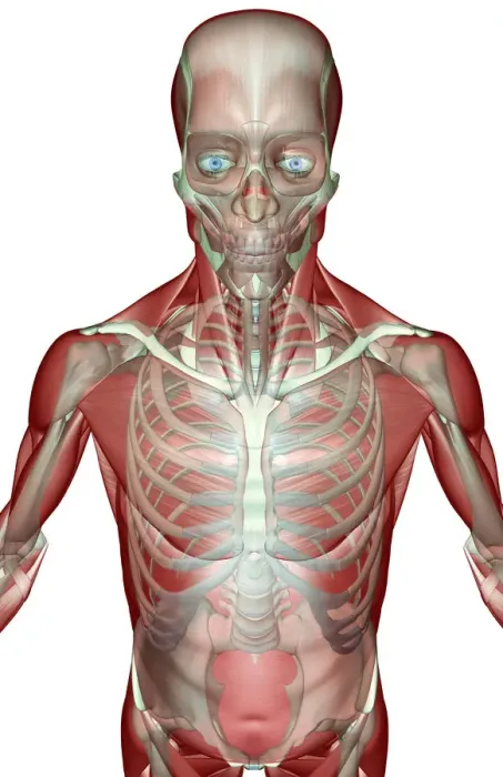Framed Print : above view, anatomy, chest, chest muscles, external oblique, front view, human, illustration Framed Print : above view, anatomy, chest, chest muscles, external oblique, front view, human, illustration