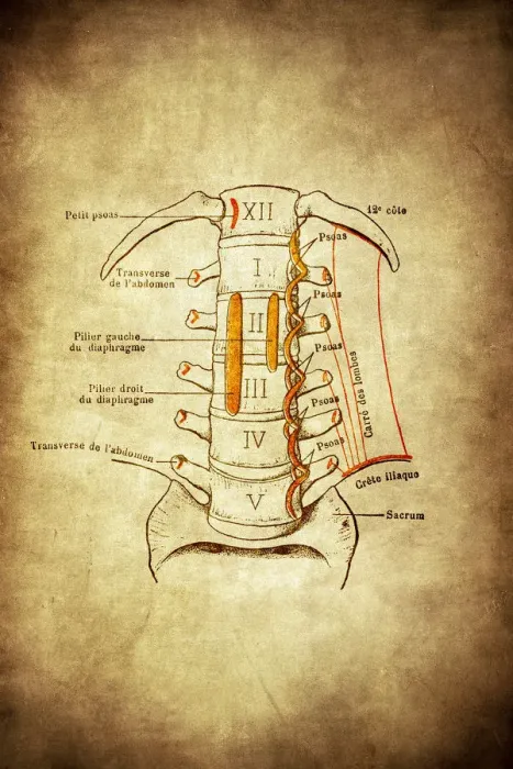 Framed Print : View of the anterior aspect of the lumbar vertebrae Framed Print : View of the anterior aspect of the lumbar vertebrae