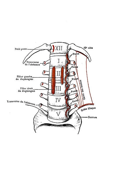 View of the anterior aspect of the lumbar vertebrae