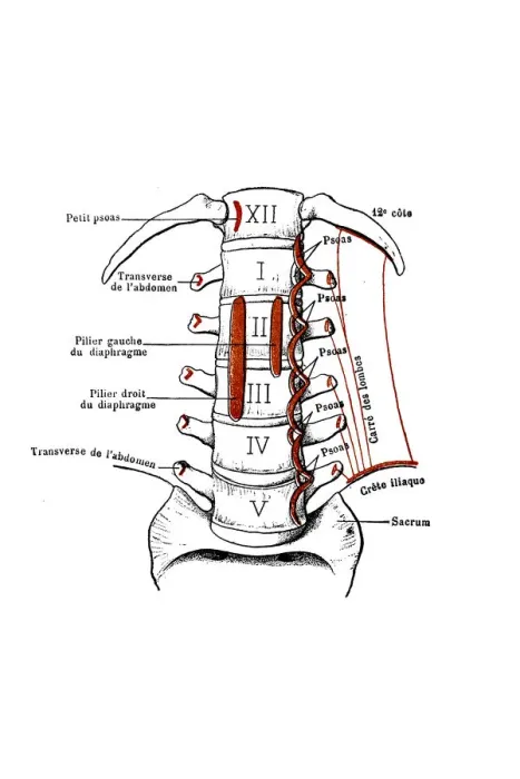 Framed Print : View of the anterior aspect of the lumbar vertebrae Framed Print : View of the anterior aspect of the lumbar vertebrae