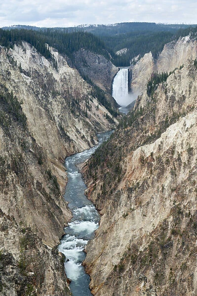View from Aritist Point towards Lower Falls waterfall and Yellowstone River, Grand Canyon of the Yellowstone, Yellowstone National Park, Wyoming, USA, United States of America, North America