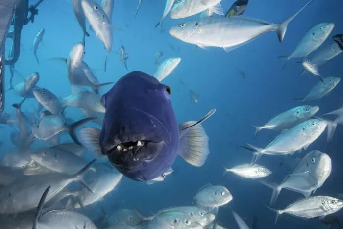 Framed Print : Front on view of an Australian blue groper among a large school of jacks, Neptune Islands, South Australia Framed Print : Front on view of an Australian blue groper among a large school of jacks, Neptune Islands, South Australia