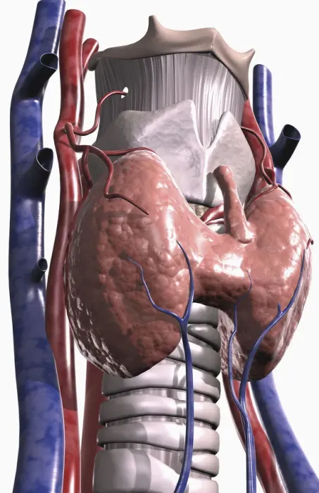 Framed Print : below view, blood vessels, close-up view, colour, front view, hyoid bone, larynx