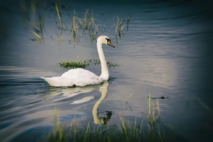 Framed Print : side view: CB2, wildlife: CB2, daytime: CB2, outdoors: CB2, reflection: CB2, one animal: CB2 Framed Print : side view: CB2, wildlife: CB2, daytime: CB2, outdoors: CB2, reflection: CB2, one animal: CB2